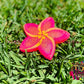 Plumeria