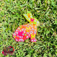 Leopard Bunny Freshie